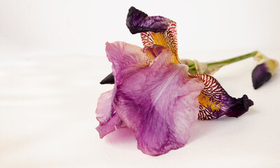 Iris flower close-up on a white background.