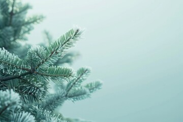 Canvas Print - New year minimal background tree pine backgrounds.