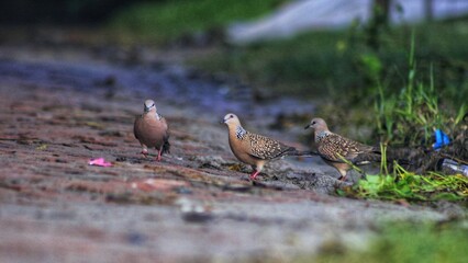 Dove search feed in field