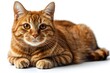 © D - Adorable Ginger Cat Portrait on White Background for Pet Lovers