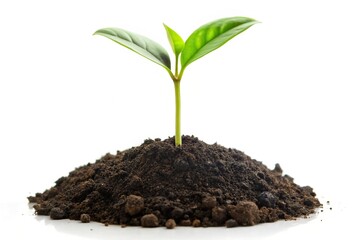 Wall Mural - Minimalist green sprout growing from soil on white background