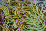 Brightly colored sea anemone tentacles with green bases and purple tips sway underwater