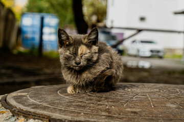 A fluffy kitten sits peacefully in an outdoor setting, surrounded by soft light and natural textures. Its relaxed posture and soft fur create a calming, heartwarming moment, perfect for animal lovers.