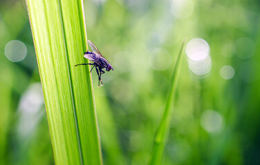 Close-up of housefly on a blade of grass with raindrops in the natural light on a beautiful morning.