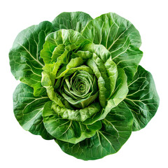 Poster - Fresh green cabbage is isolated on a white background, forming a beautiful flower shape with its leaves