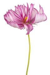 Wall Mural - cosmos flower isolated