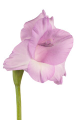 Wall Mural - gladioli flower