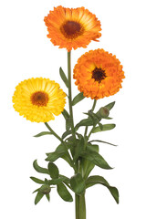 Wall Mural - English Marigold Flower