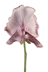 Wall Mural - sweetpea flower