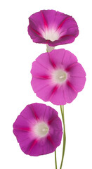 Wall Mural - morning glory flower
