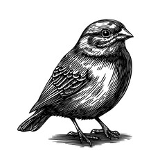 Wall Mural - zeisig bird engraving black and white outline