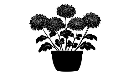 Wall Mural - Chrysanthemums arranged upright in clusters in a planter, vector illustration art