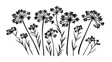 Wall Mural - Dill plant with feathery, delicate leaves and tall, hollow stems in a garden, vector illustration art