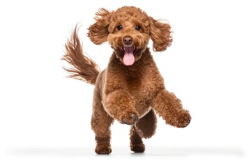 Canvas Print - Happy smiling dancing brown poodle mammal animal pet.