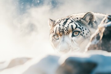 Poster - A close-up of a snow leopard's face in a snowy environment, showcasing its piercing eyes.