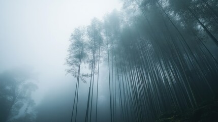 Sticker - A misty bamboo forest with tall trees shrouded in fog, creating an ethereal atmosphere.