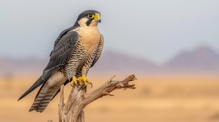 Sticker - A peregrine falcon perched on a branch in a desert landscape.