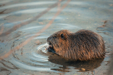 A beaver swimming in a tranquil pond at sunset, creating ripples in the water during a calm evening in nature