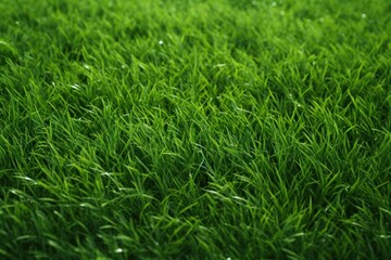 Poster - A green grass field plant lawn tranquility.