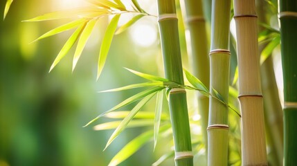 Wall Mural - Close-up of vibrant bamboo stalks and leaves illuminated by sunlight.