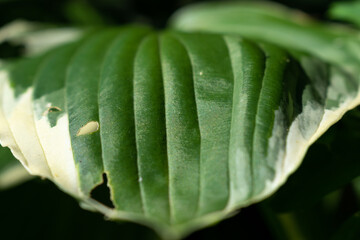 Green plant leaf with white edge close up