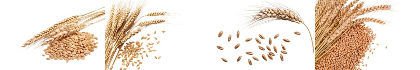 Poster - An isolated horizontal wheat ear on a white background with a clipping path. Stock video footage.