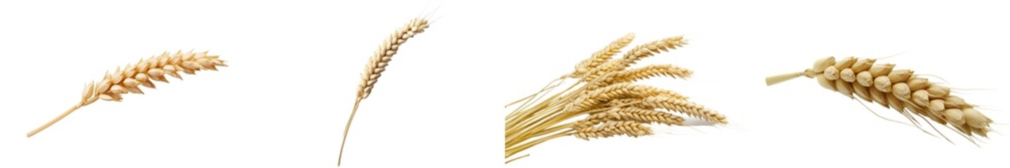 Poster - A pair of horizontal wheat ears with a clipping path on a white background. Depth of field is 100%