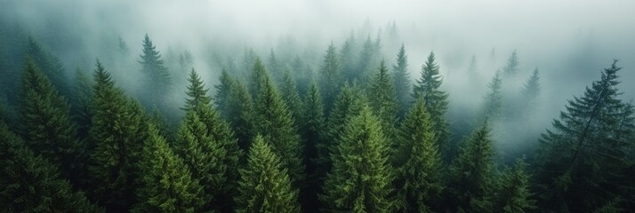 Wall Mural - Lush green forests blanket the valley surrounded by misty mountains in early morning light