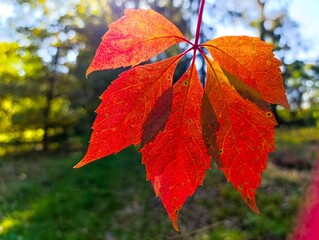 Wall Mural - A close up of a red leaf on a tree branch