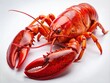 © Adisorn - Fresh Lobster Seafood Isolated on White Background for Culinary Inspiration