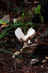 white mushroom in forest