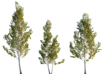 Betula utilis var. jacquemontii (Himalayan birch) trees isolated png in sunset lighting on a transparent background premium cutout