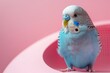 © Inna - A colorful blue budgerigar is perched comfortably, showcasing its striking feathers against a soft pink background. The bird appears relaxed and curious in its indoor setting