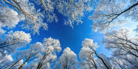 Frosty winter trees under blue sky