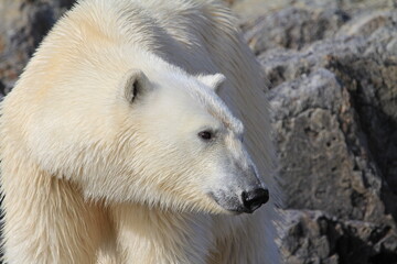 Wall Mural - white polar bear