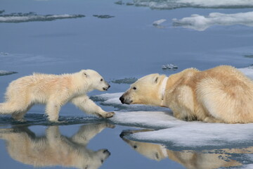 Wall Mural - polar bear and cubs
