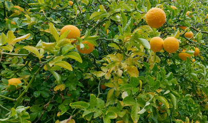 Wall Mural - lemons, tree, autumn, fruits, yellow, leaves, branches, nature,