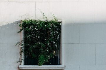 Window overgrown with a ivy plant with green leaves on facade of a white building, residential house in sunny light. Urban architecture and gardening.