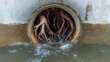 © Antto-AI - Thick tree roots clogging drainage pipe, causing water blockage and flow issues