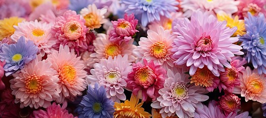 Poster - A colorful array of chrysanthemums showcases shades of pink, purple, and yellow, creating a stunning visual experience in a garden during spring
