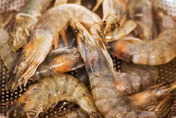 Raw fresh langoustines in colander ready to cook