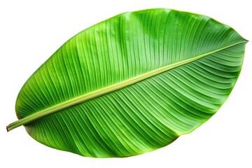 Wall Mural - green banana leaf isolated on white background with clipping path Panoramic