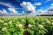 © box - Silhouette of blooming potato field against blue sky