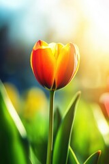 Canvas Print - Close-up of flower with sunny background,