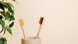 © Natureveryday - Bamboo toothbrushes in ceramic cup with green leaves and copy space on beige background. Eco friendly organic product, biodegradable and zero waste, minimal aesthetic concept