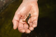 © Andrew Kornylak - A salamander from a small pool in the Linville Gorge, North Carolina