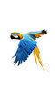 Blue-and-yellow Macaw Bird, Flying, on Transparent Background PNG, Wallpaper, Cover and Smartphone Screen, PC, Laptop, Graphic, Transparent PNG