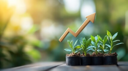 Wall Mural - a wooden arrow pointing upwards above four young green plants growing in pots on a wooden table with