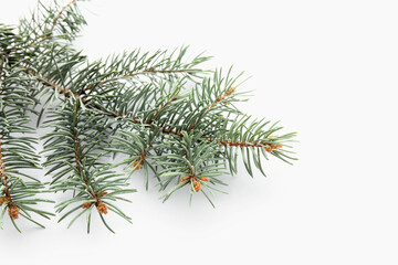 Poster - Beautiful fir branches isolated on white background