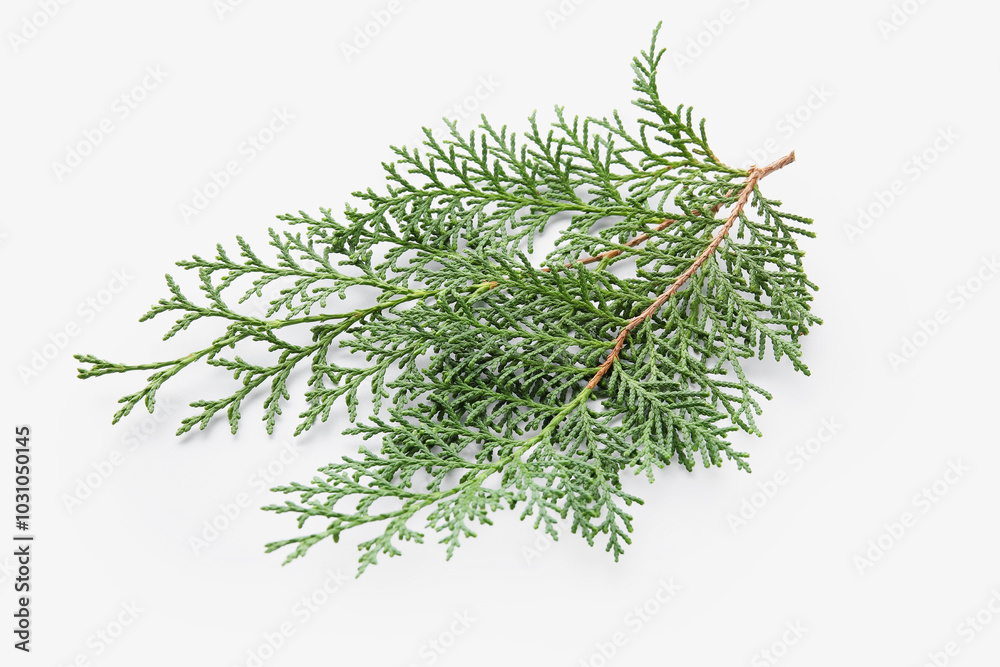 Christmas branch on white background